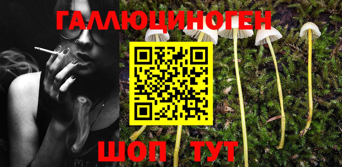 Тутаев  Галлюциногенные грибы Psilocybine cubensis  Галлюциногенные грибы Psilocybine cubensis  Вход с VPN 
